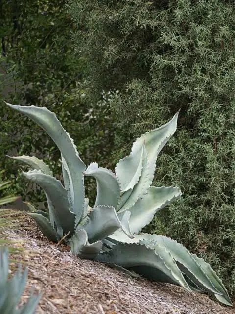Agave-marmorata