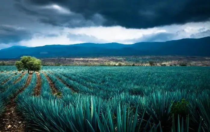 Espadin-fields.jpg