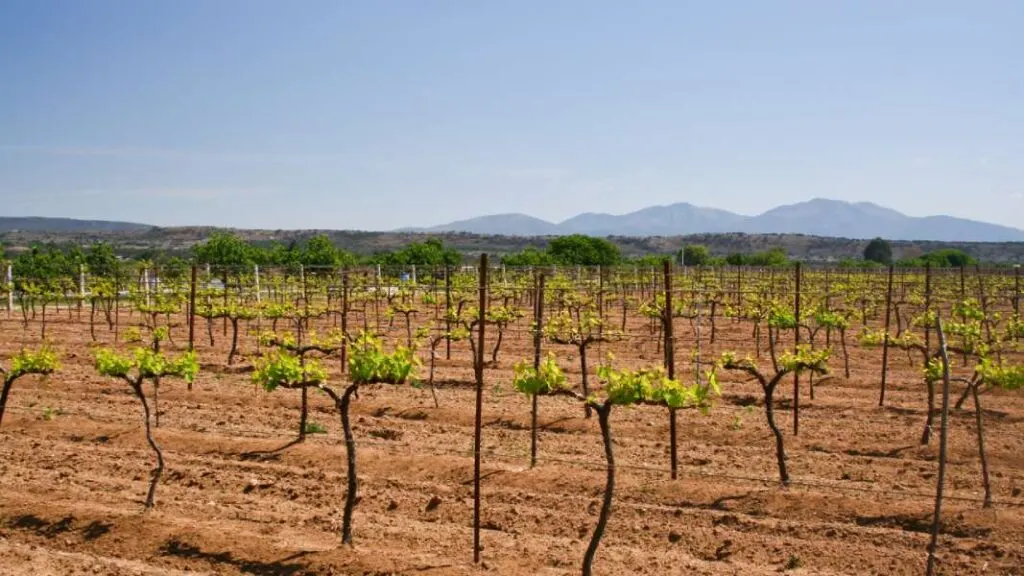 baja-california-vineyards