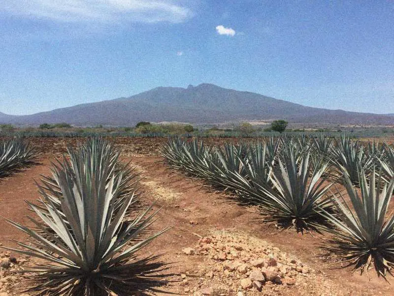 agave-fields (1)